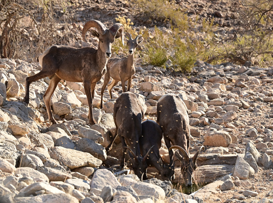 Herd of bighorn sheep drinking out of a manmade water catchment