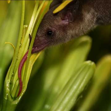 brown Mexican long-nosed bat drinking from a green nectar plant, the flower is cut, so that you can see the bat's long tongue collecting nectar from the flower