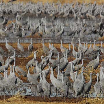 hundreds of sandhill cranes at Whitewater Draw in southeastern Arizona
